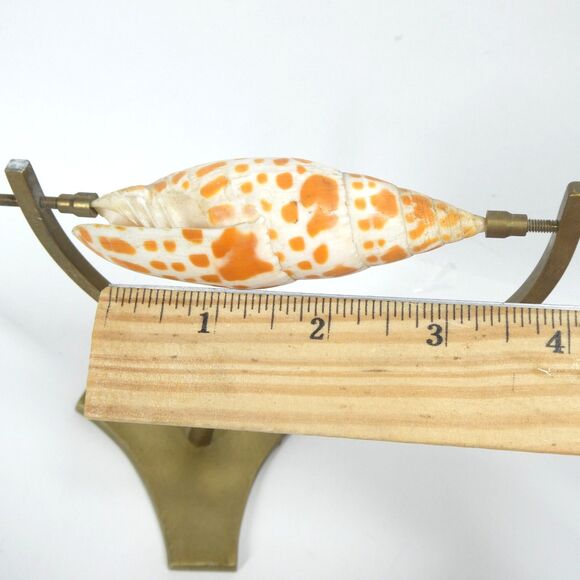 Episcopal Miter Seashell on Brass Caliper Display Stand Vintage Shell Specimen - Picture 8 of 11